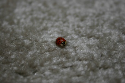 A living room visitor