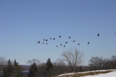 geese hear bush was re-elected.