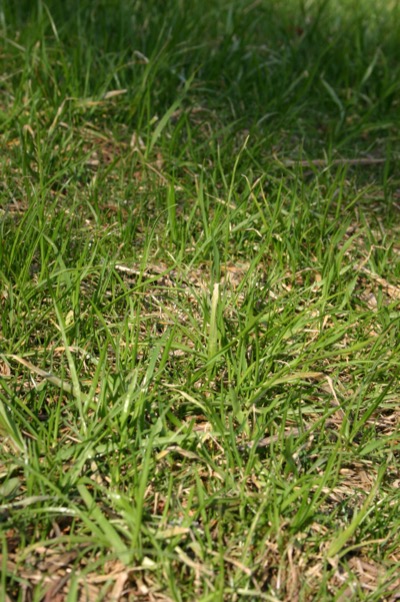 the first to realize it\'s spring