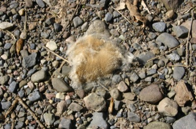 Ever seen pollen like this?