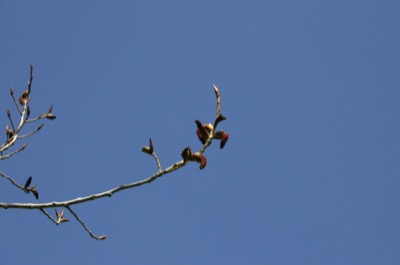 Pollen begins to bud