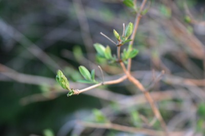 extending biodegradable solar panels
