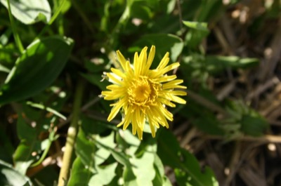 Tiny little flowers that dot the hillside