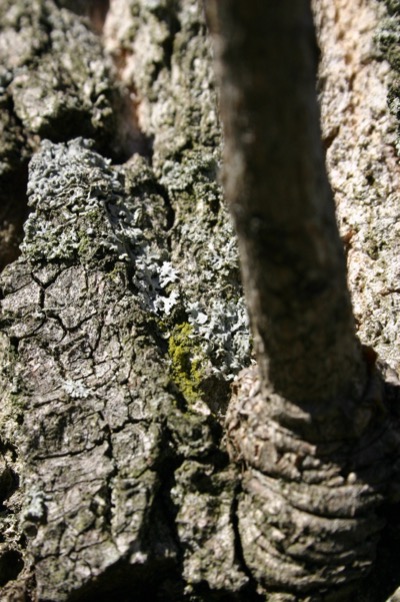 spring lichen