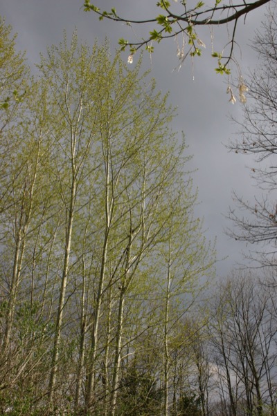 one species at a time