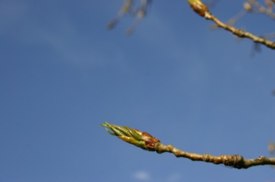 Washington DC, and Spring starts in Ithaca