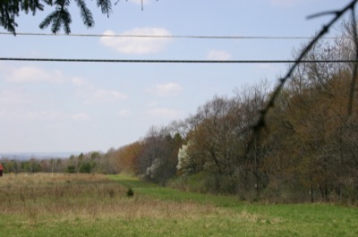 The trees blossom and sprout