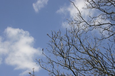 Even this old tree is getting in the act