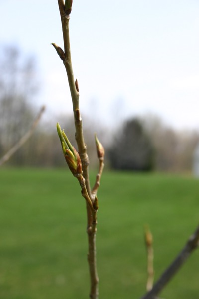 Ongoing series on this bud