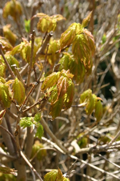 They\\\\\\\'re still floppy, but at least they\\\\\\\'re out.