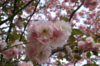 Blossoms in Clifton, NJ