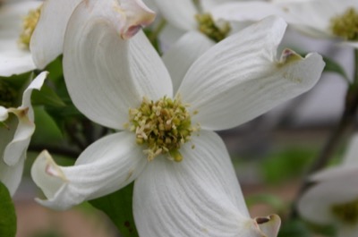 Part of the herb garden outside the museum