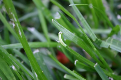Our new friend, mr. baby catepillar