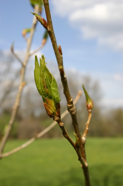 Spring at Sheldrake Point, Pancakes & Toad