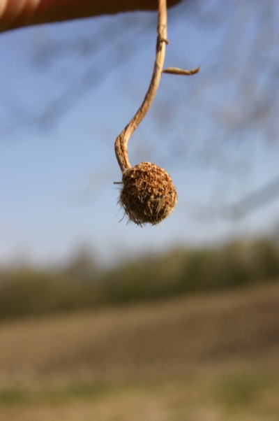 An old hickory\'s seed