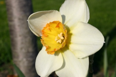 The first daffodil I\'ve thought wasn\'t ugly
