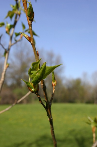 The bud I\'ve been watching for two months opens