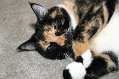 Awoken, by the flash