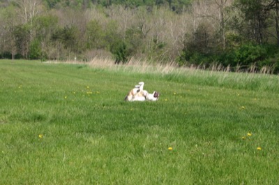 this continued all over the park