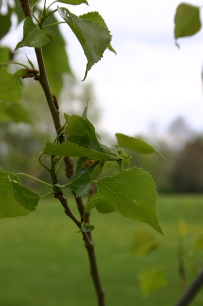that same bud, finally leaves