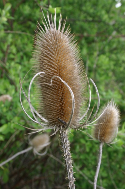 Amazing seed pods