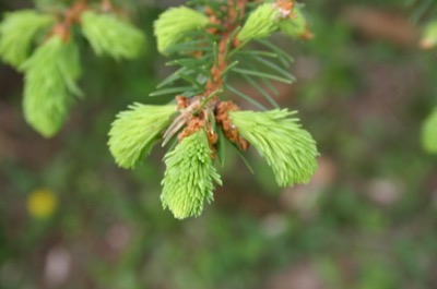 the beginnings of pine needles