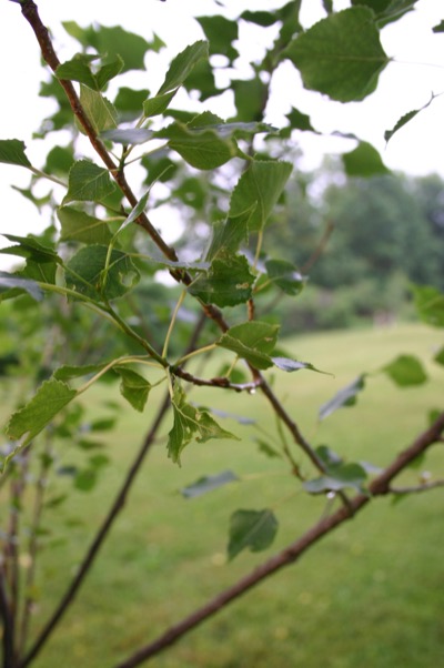 Remember those leaf buds I kept shooting?