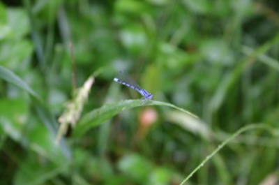 Mr or Ms. Blue Dragonfly