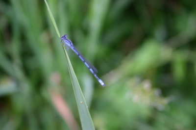 Mr or Ms. Blue Dragonfly (very skittish)