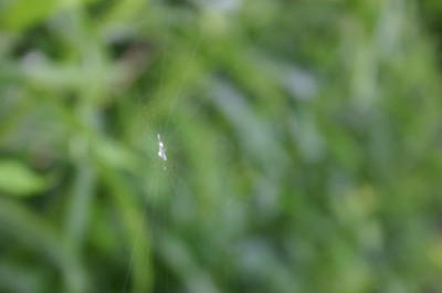 The missing bit of web is my fault.