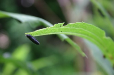 Serious toe-gripping ability.