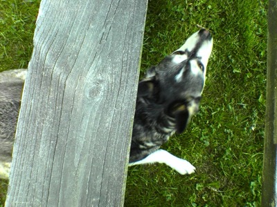 The bench-table limbo