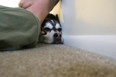 I was just sitting there working, then suddenly I had a pillow.