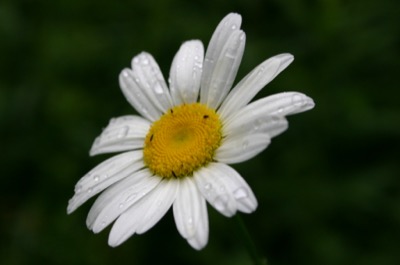 Wandering into summer