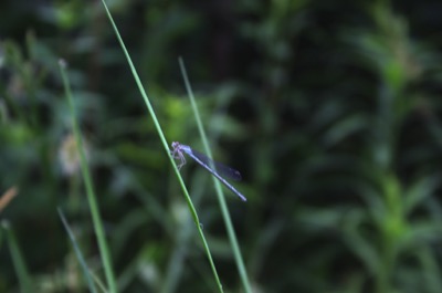 a tiny dragonfly