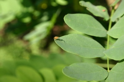 spider betrayed by his shadow