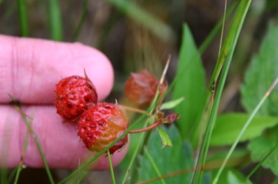 berries of some sort