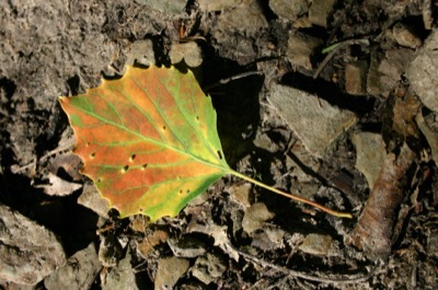 Mid-trail, in a pool of light