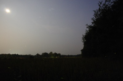 fireflies! (Yes, that\'s the moon)