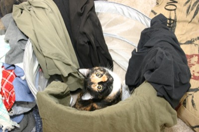 and my laundry basket has been invaded.