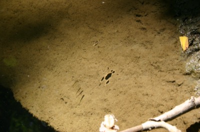 betrayed by a shadow