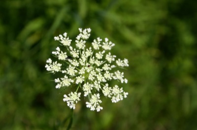 snowflakes of summer