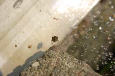 floating (spider web)