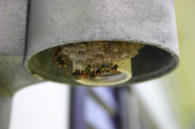 Protectors of my front door