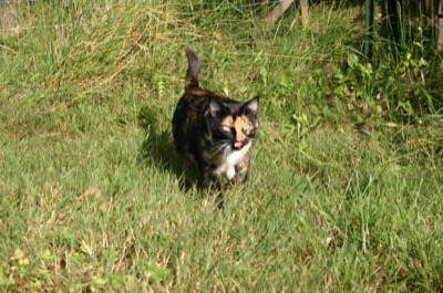 (thanks for lettting me out)