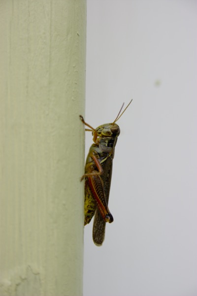 mr. grasshopper