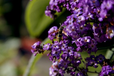 what a lovely yellow jacket you have