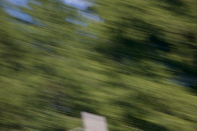 Flight of the Monarch