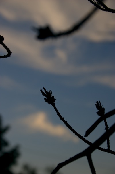 Flight of the Monarch