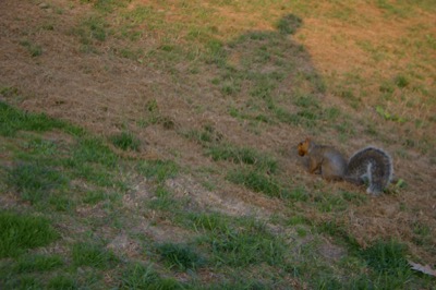 running with acorns!